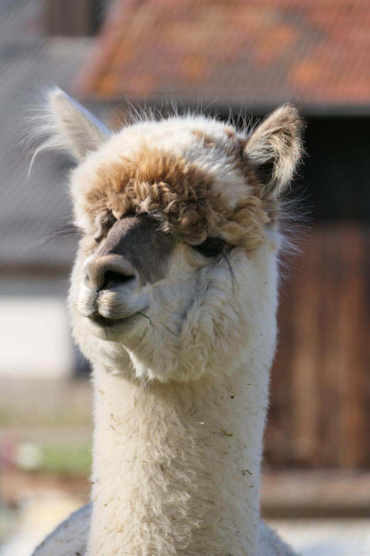 Überraschende Fakten über Alpakas – direkt von unseren 11 süßen Alpakas aus Unterfranken! - tre_alpacas