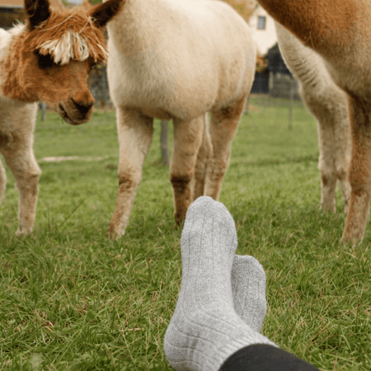 Alpakasocken kaufen: Welche Alpaka Socken passen zu dir?