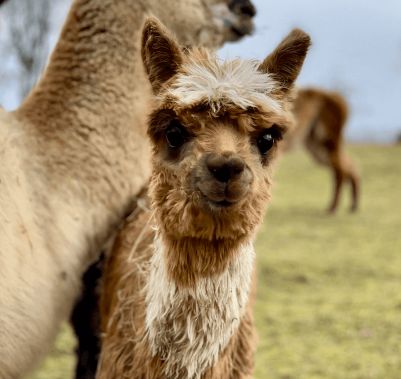 Alpakas bringen Freude: Entdecke die Welt der Alpaka-Motiv Bekleidung - tre_alpacas