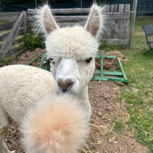 Nahaufnahme eines Alpakas auf einer Farm, das für nachhaltige Alpakawolle Kleidung gezüchtet wird.