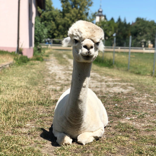Alpakawolle im Sommer – eine entspannte Alpakafarm in der warmen Jahreszeit.