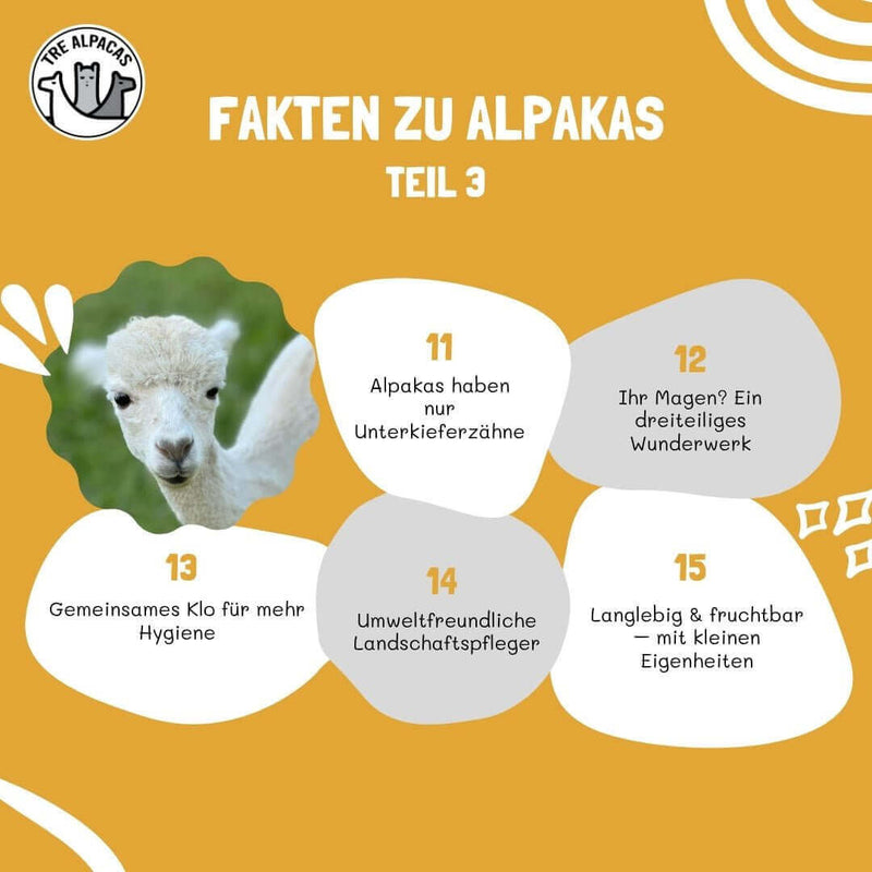 Fakten über Alpakas - Teil 3 mit Informationen über Alpakas und ihre Eigenschaften.