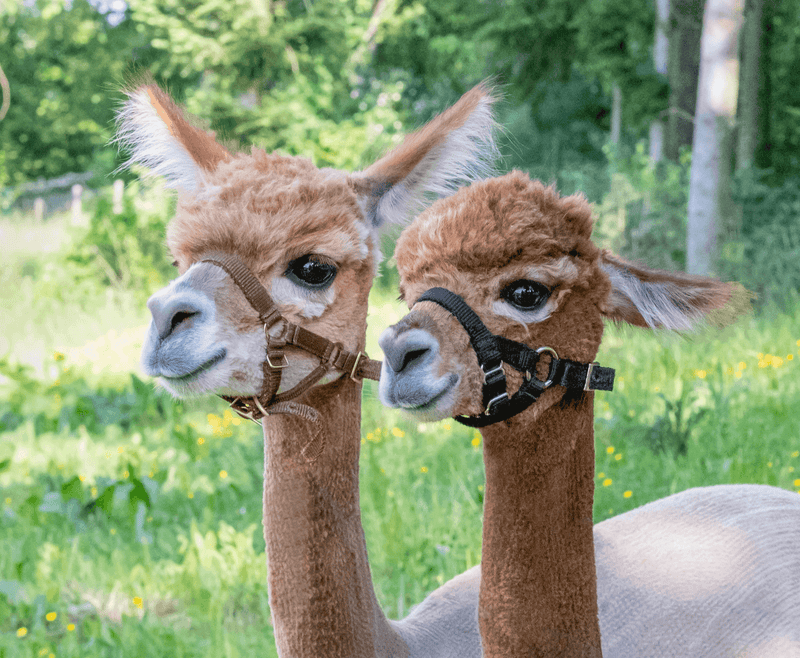 Dieses Video sagt mehr als tausend Worte: Schau es dir an und lass es auf dich wirken - tre_alpacas