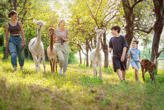 Alpaka-Wanderung als Date-Idee für Paare, Freunde und Familie