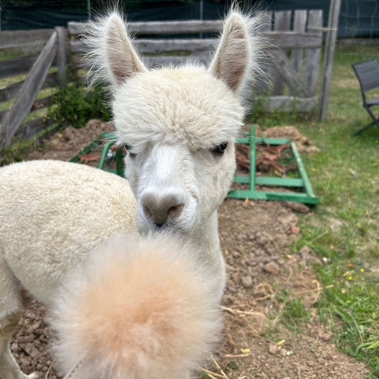 Nahaufnahme eines Alpakas auf einer Farm, das für nachhaltige Alpakawolle Kleidung gezüchtet wird.