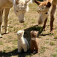 Alpaca Plush Toy made of 100% Alpaca Wool, standing (White, Brown)