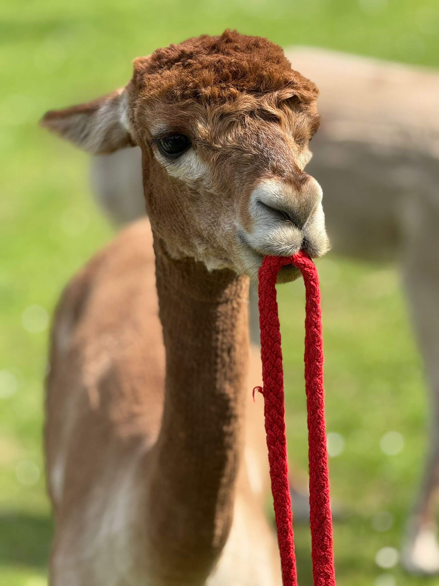 Alpaka mit rotem Halfter auf einer Wiese, ideal für Gutschein Alpaka-Wanderung Würzburg.