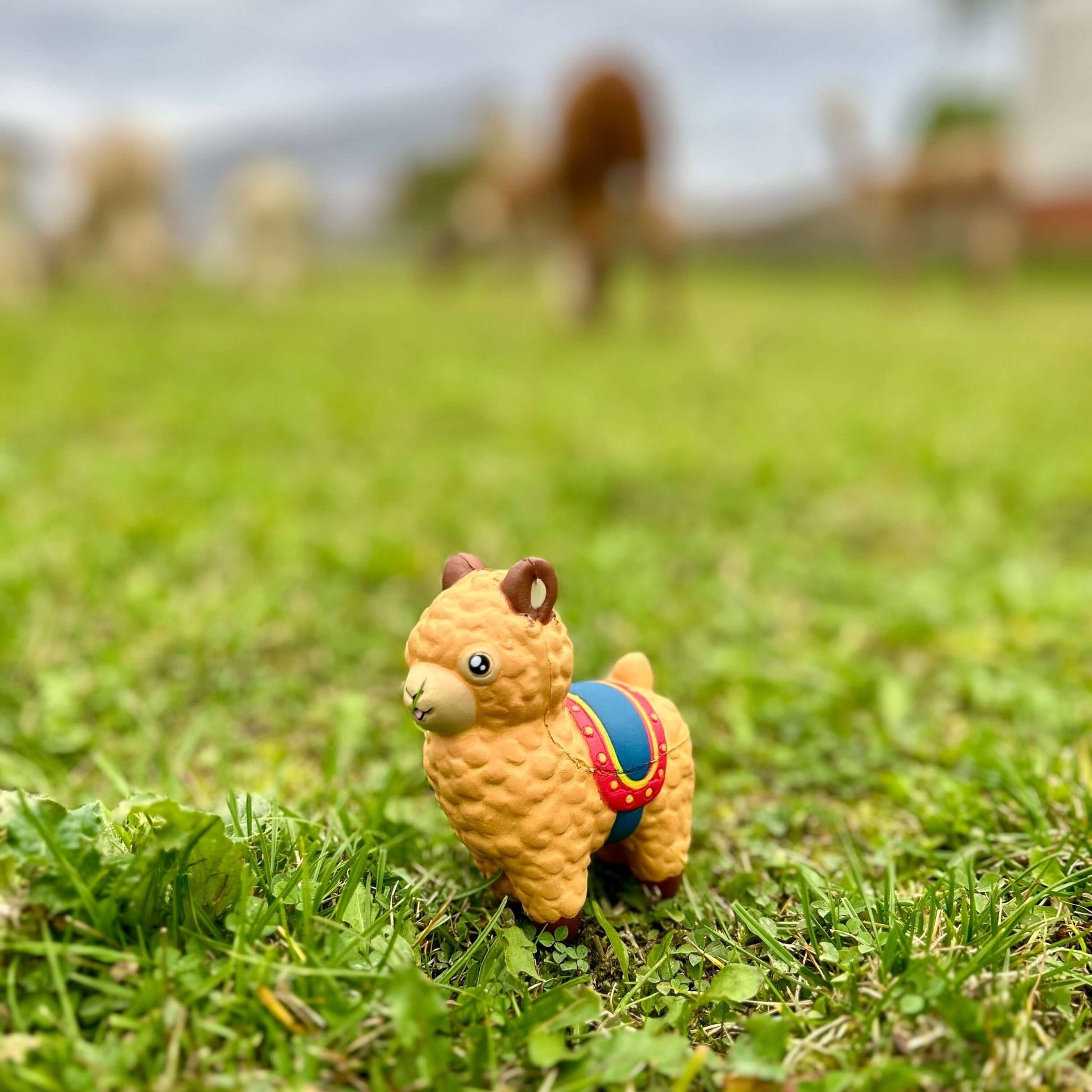 Alpaka Stressball aus hochwertigem Schaumstoff auf einer grünen Wiese, ideal zum Stressabbau.