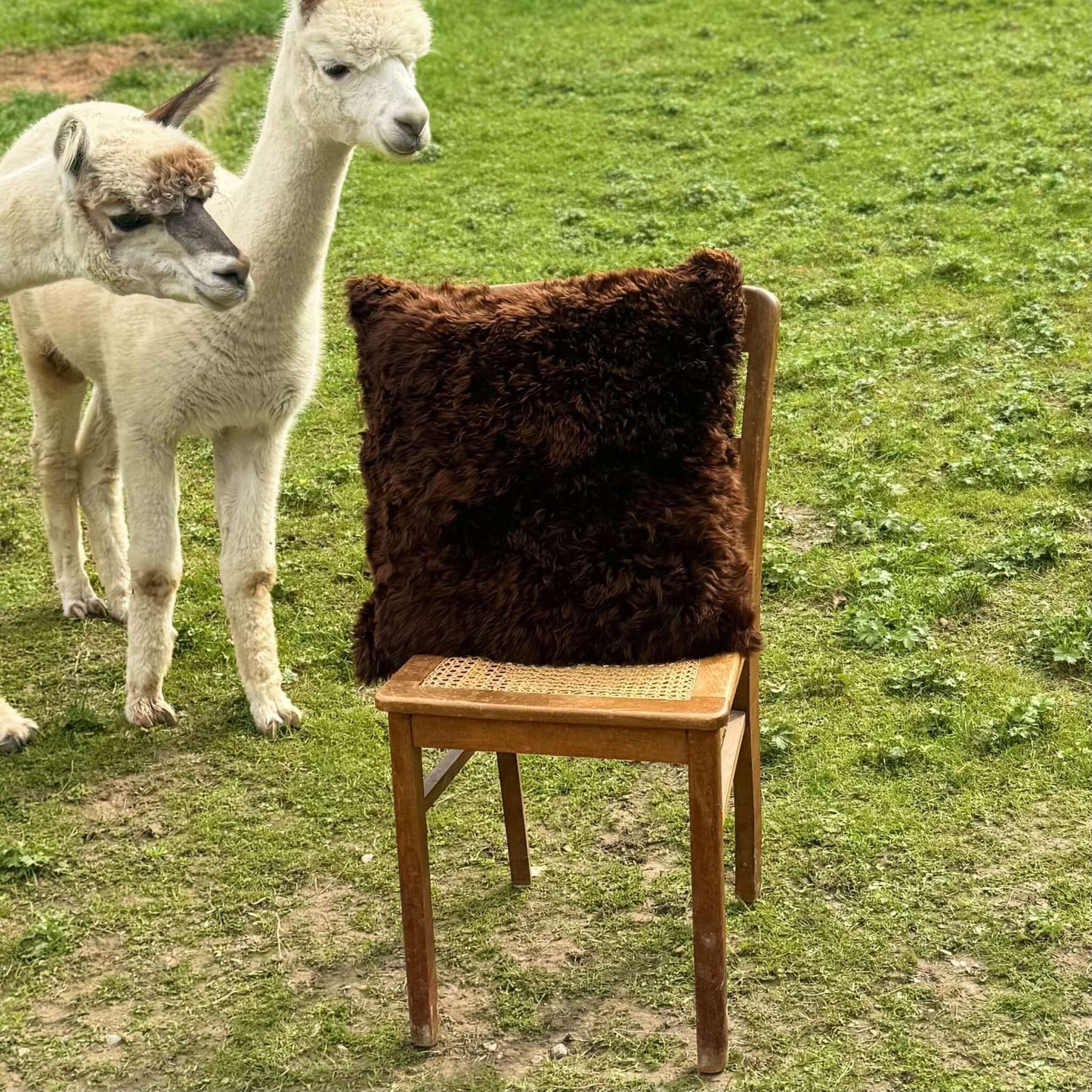 Fluffy cushion cover made of alpaca wool | 100% natural alpaca fur & 40x40cm | Available in brown or black