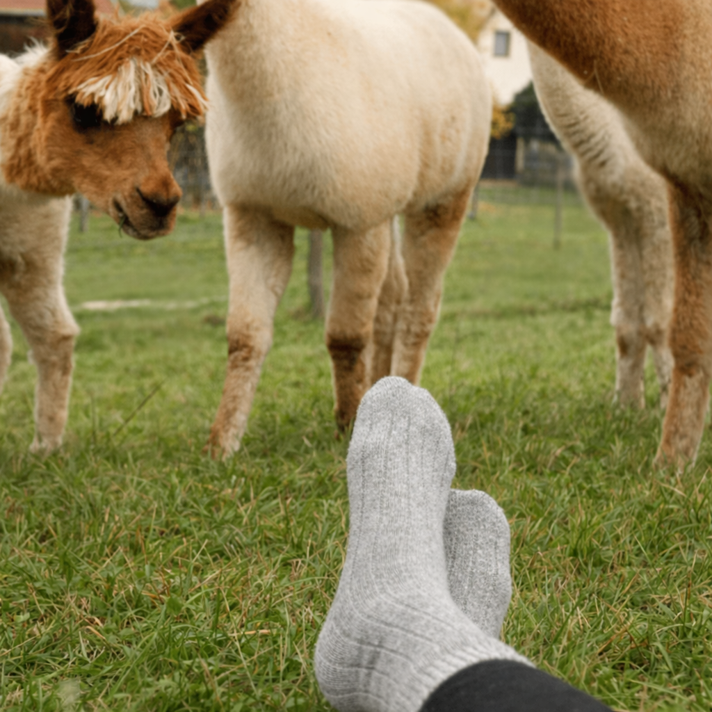 Kuschelige Alpaka Stricksocken für kalte Füße und Alpakas auf der Wiese, natürliche Wärme und Komfort.